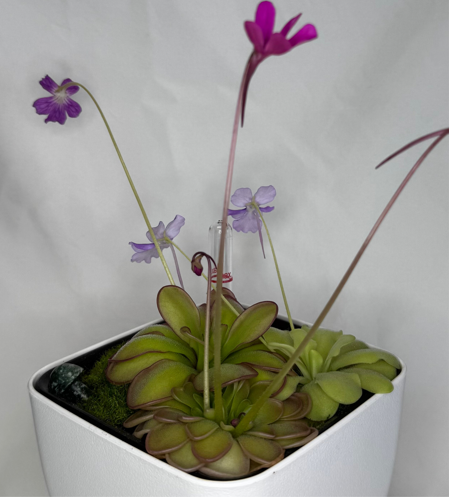 Mystery Pinguicula Bundle