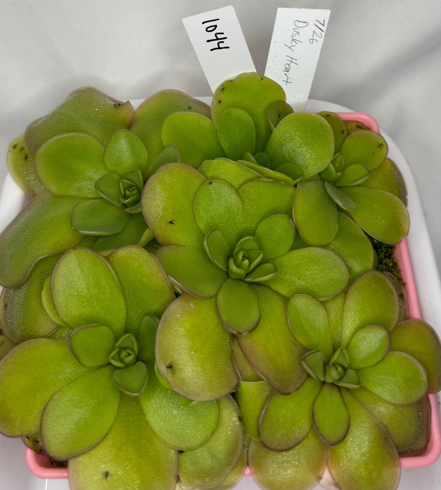 Pinguicula "Dusky Heart"