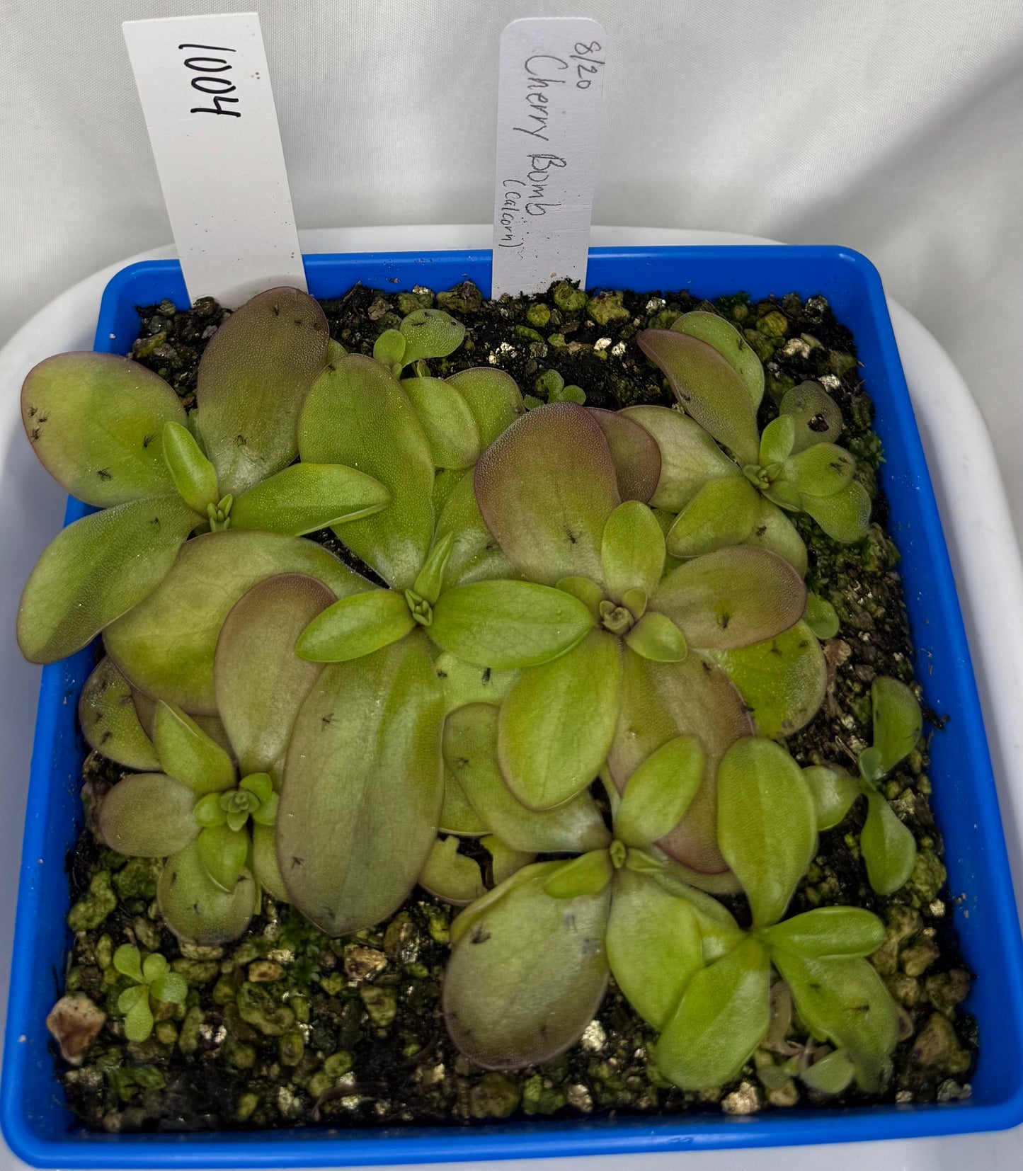 Pinguicula “Cherry Bomb”