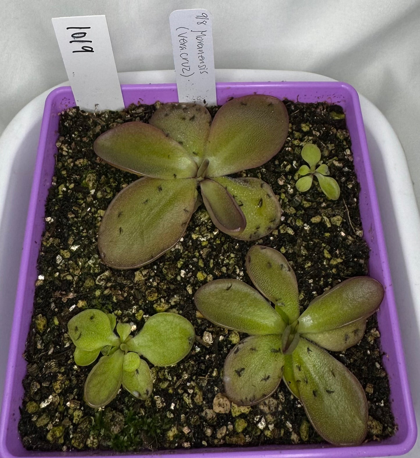 Pinguicula Moranensis (Veracruz)