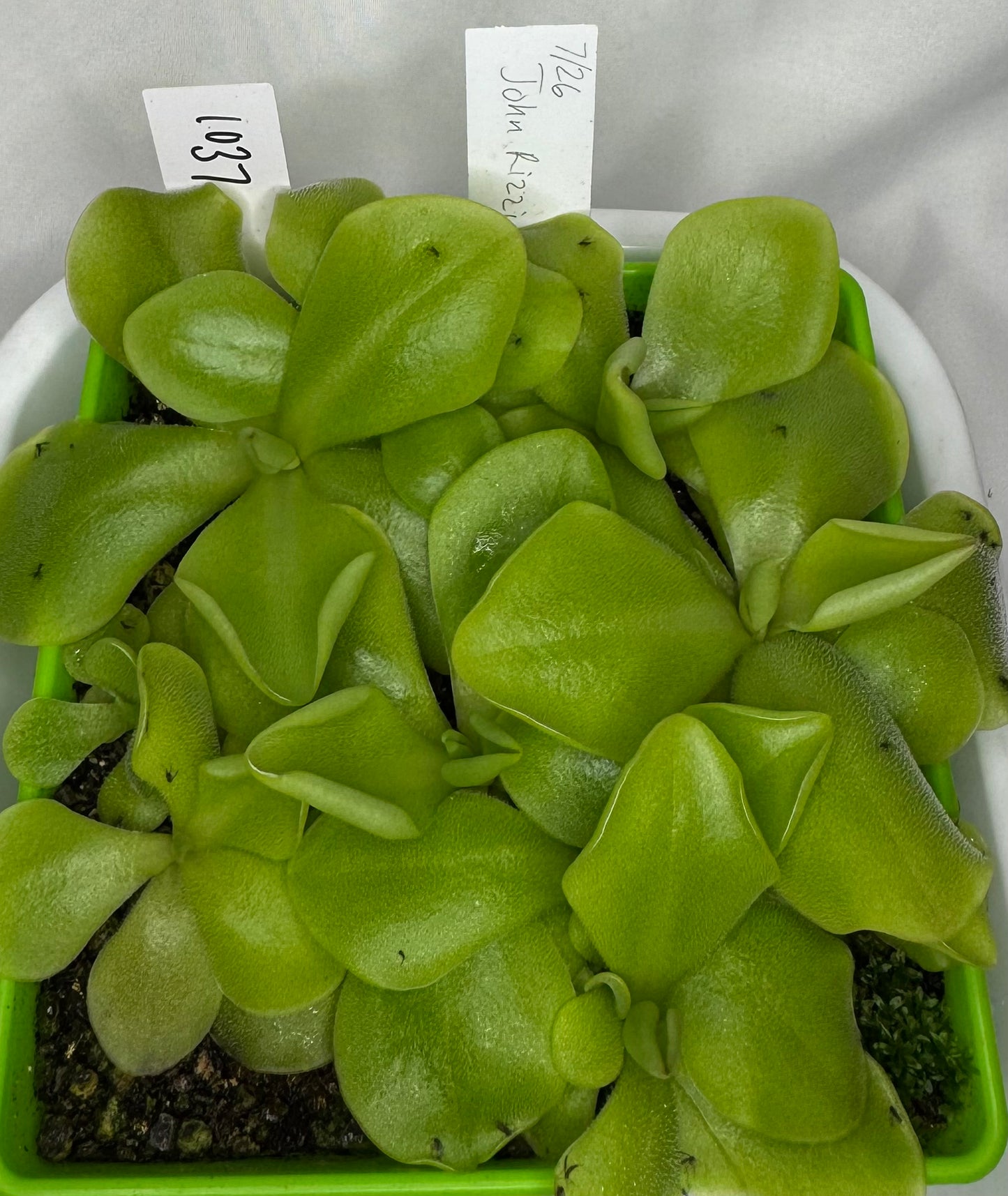 Pinguicula 'John Rizzi'