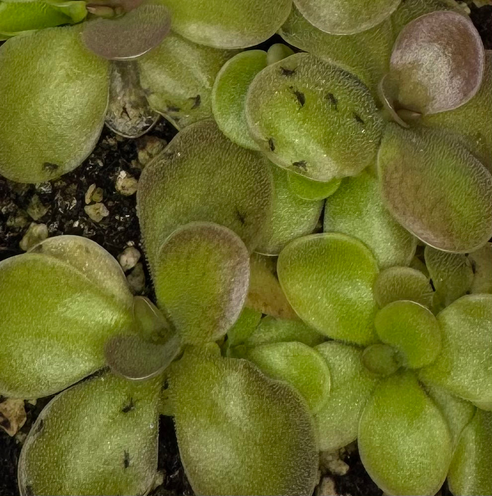 Pinguicula “Pink Elephant”