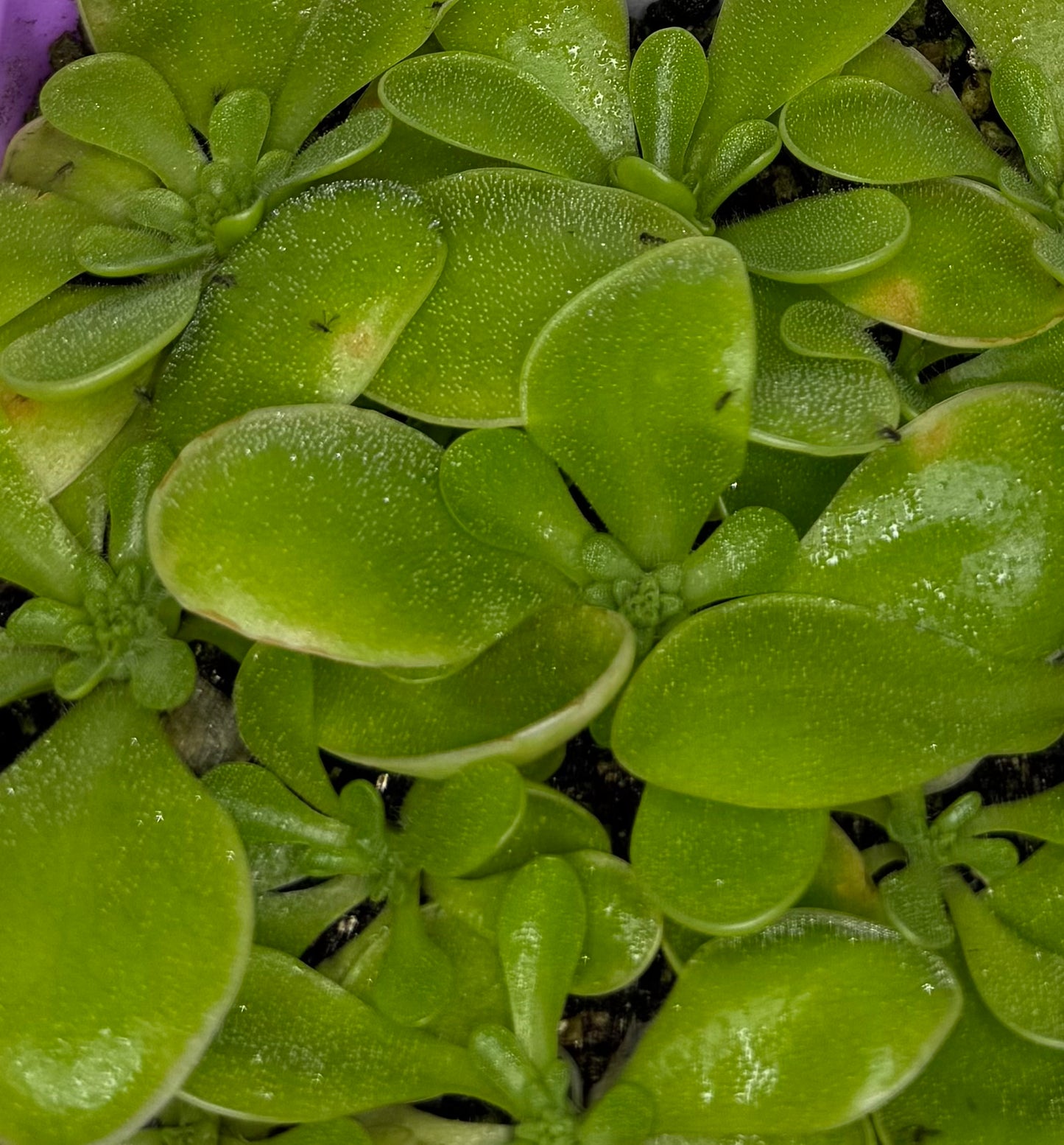 Pinguicula "Flower Fairy"
