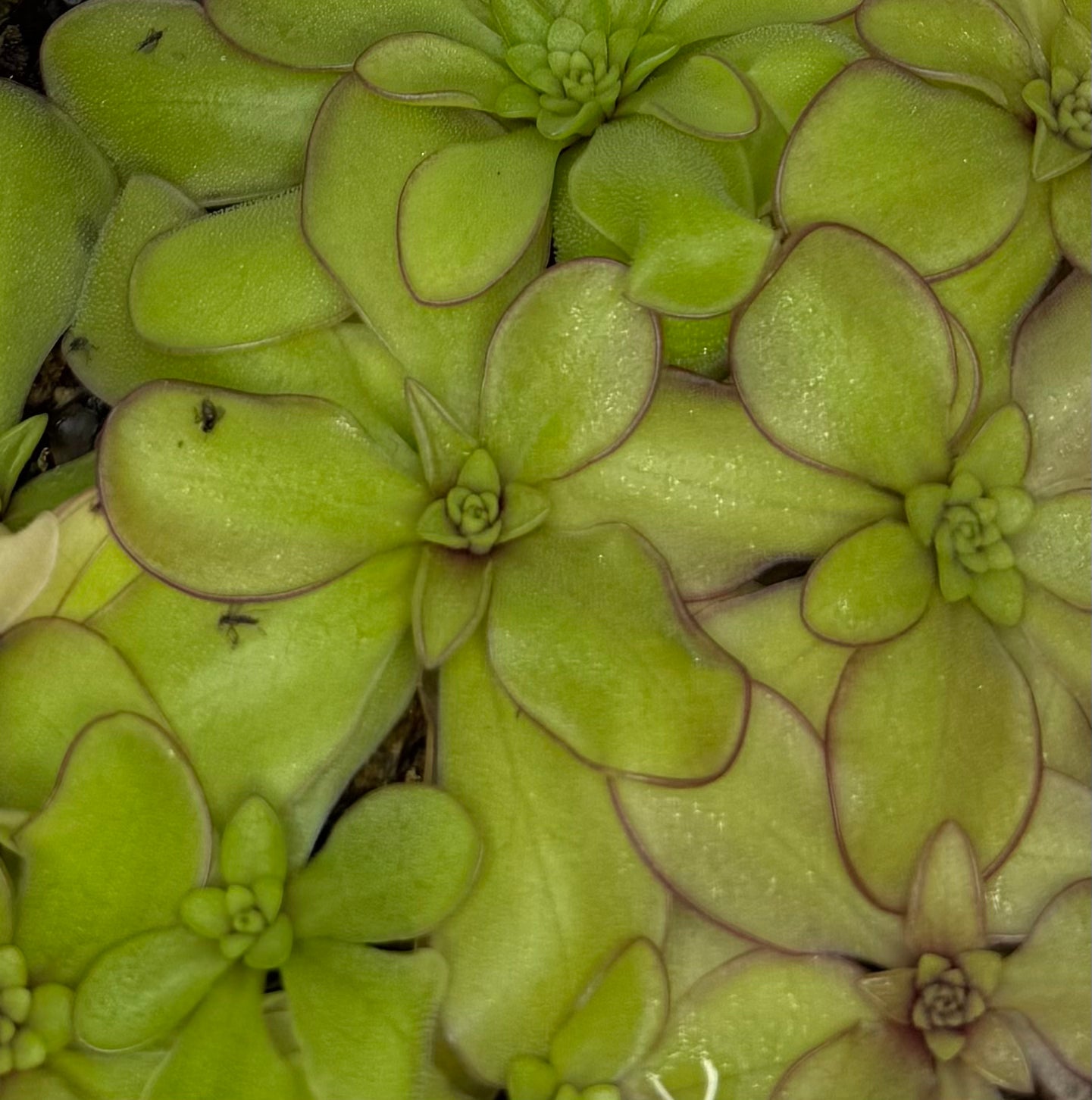 Pinguicula Laueana x Emarginata