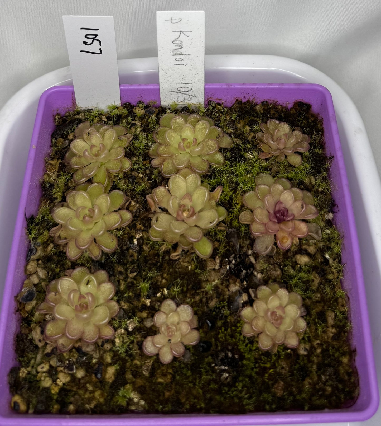 Pinguicula Kondoi