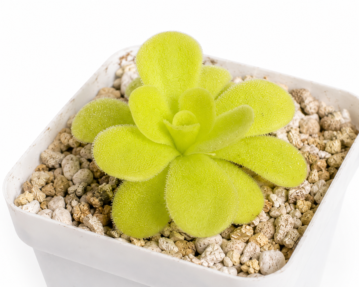 Pinguicula Agnata