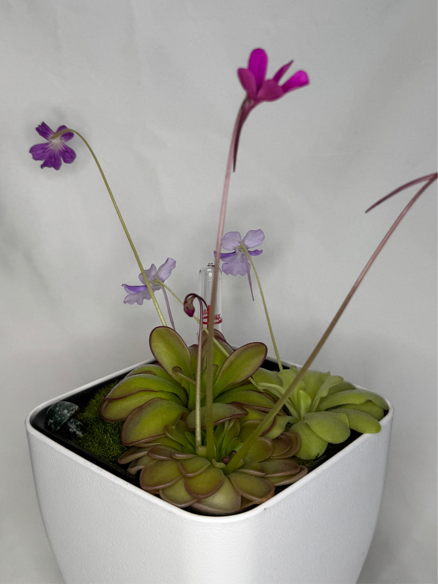 Mystery Pinguicula Bundle