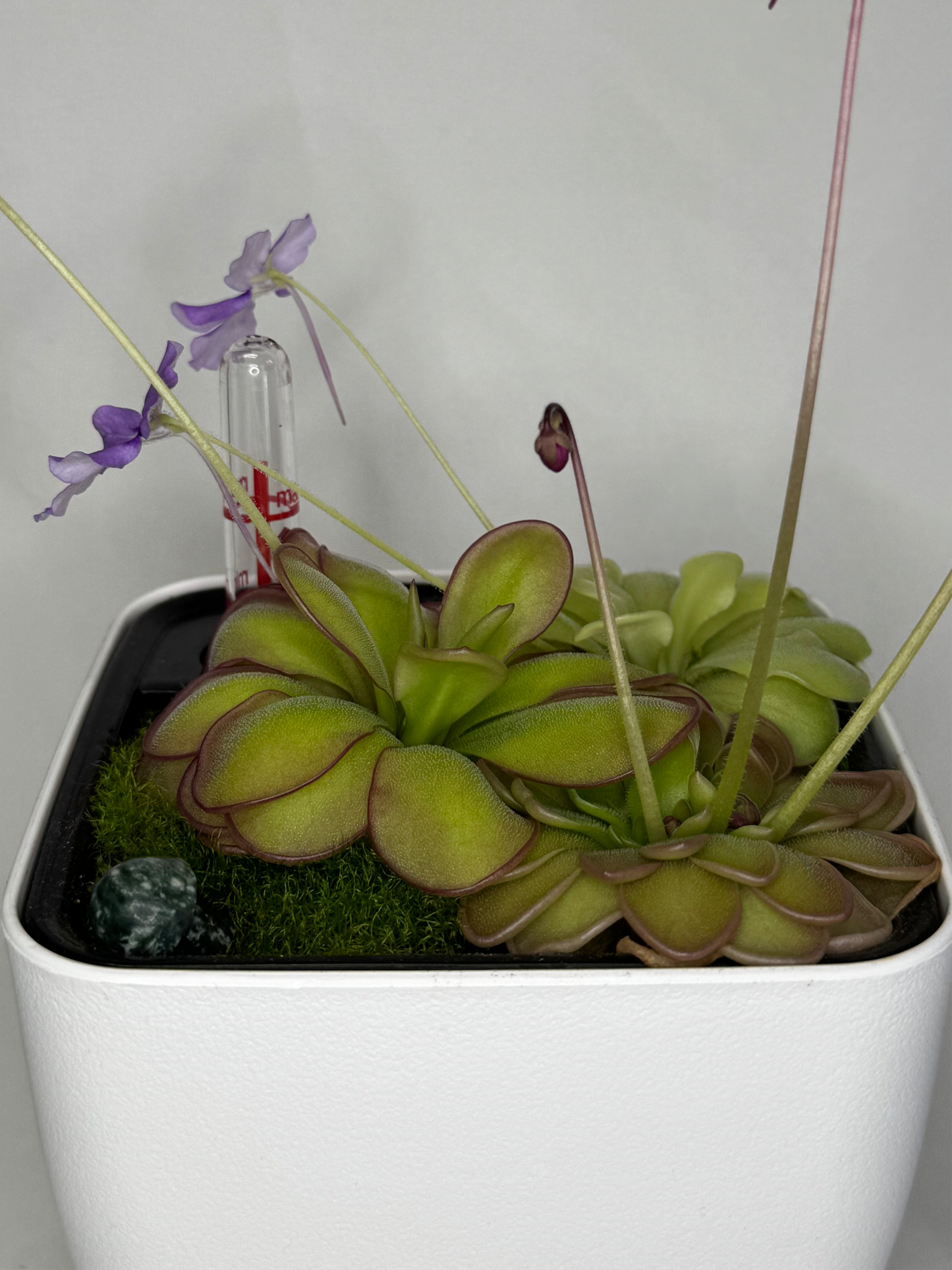 Mystery Pinguicula Bundle