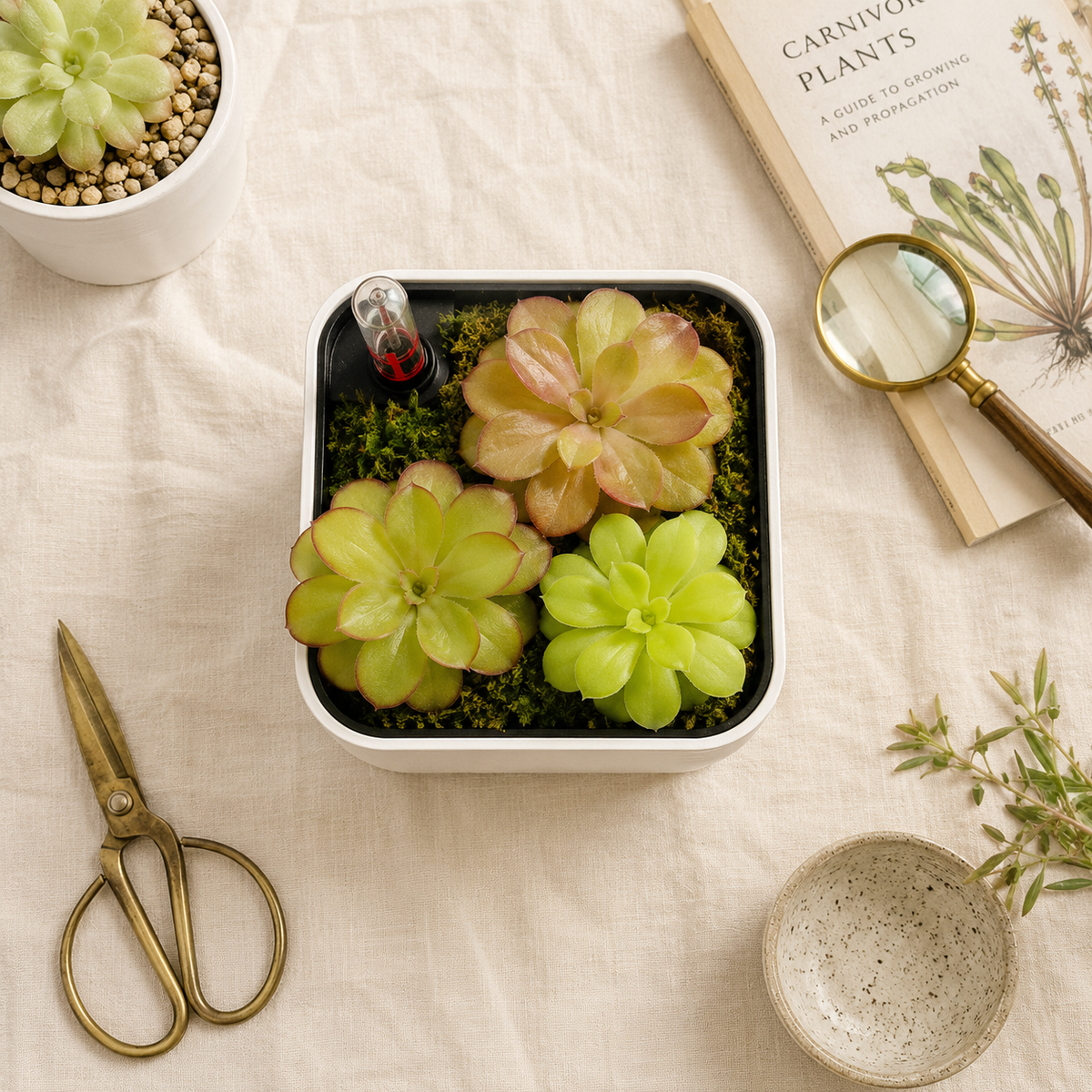 Mystery Pinguicula Bundle