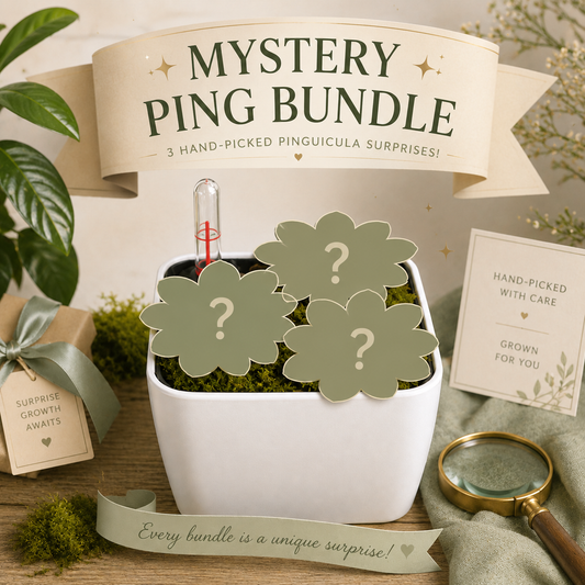 Mystery Pinguicula Bundle