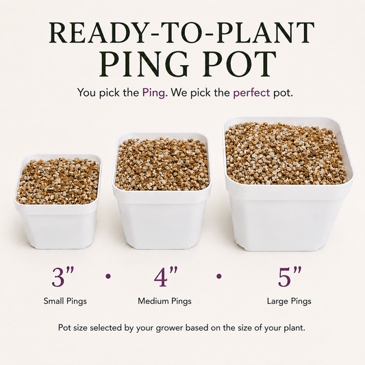 Ready-Made Pot Add-On (Grower-Prepared)