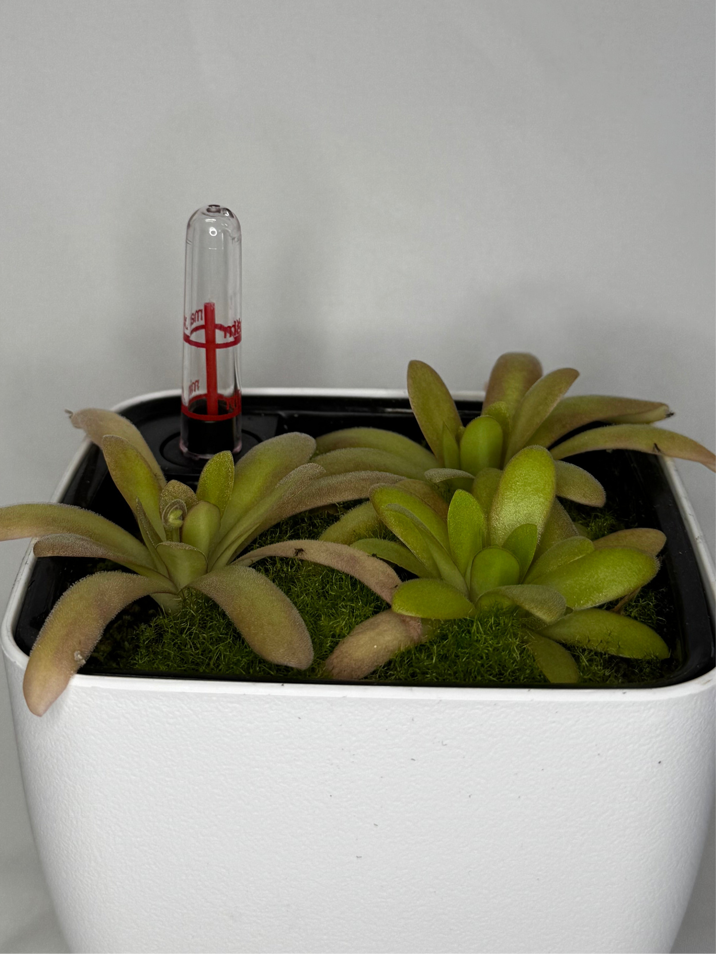 Mystery Pinguicula Bundle