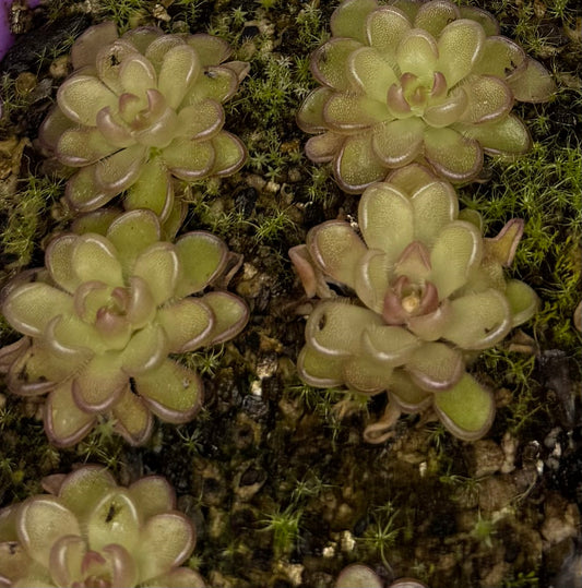 Pinguicula Kondoi