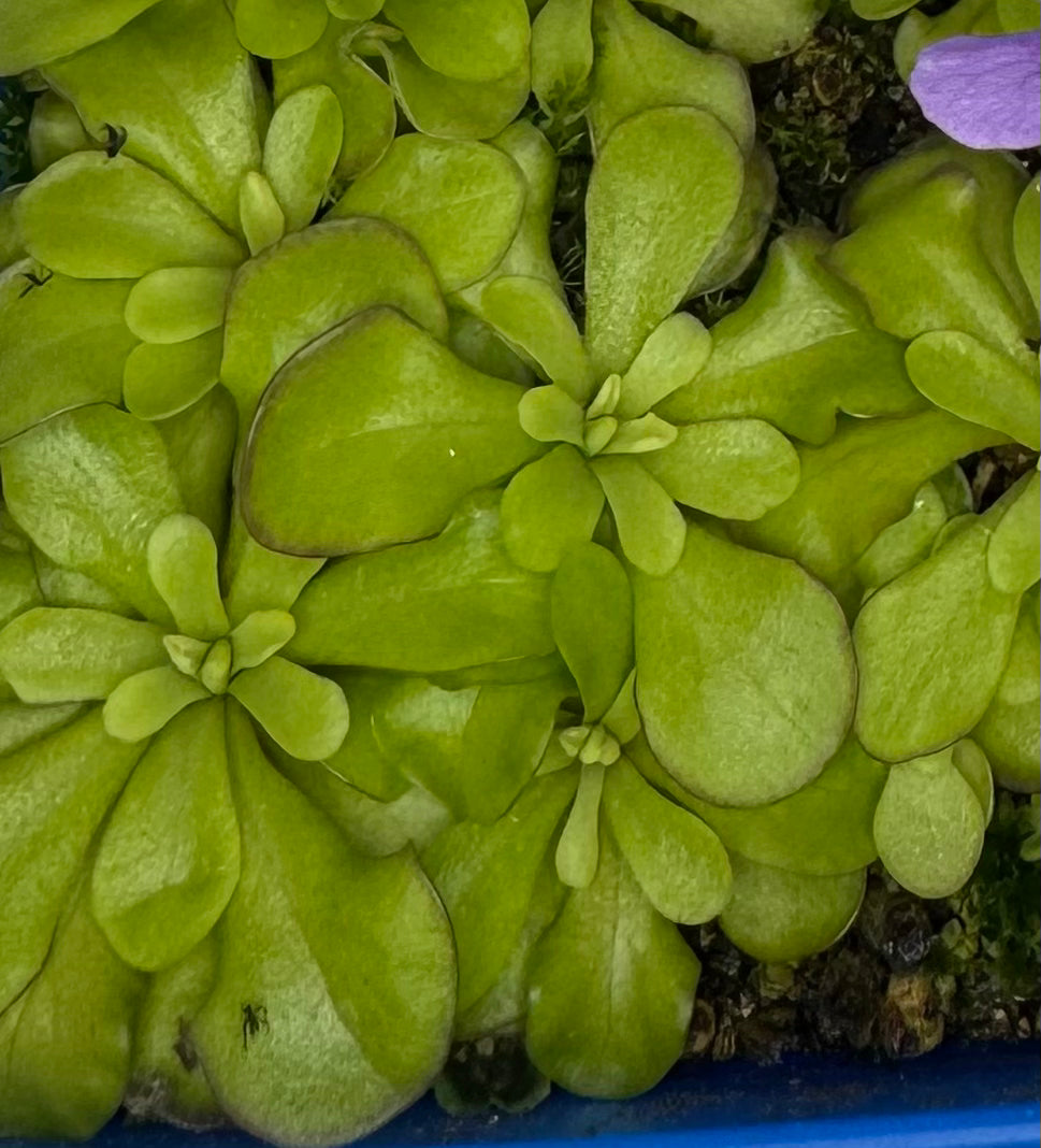 Pinguicula Moranesis var Albo x Cyclosecta