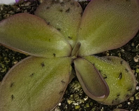 Pinguicula Moranensis (Veracruz)