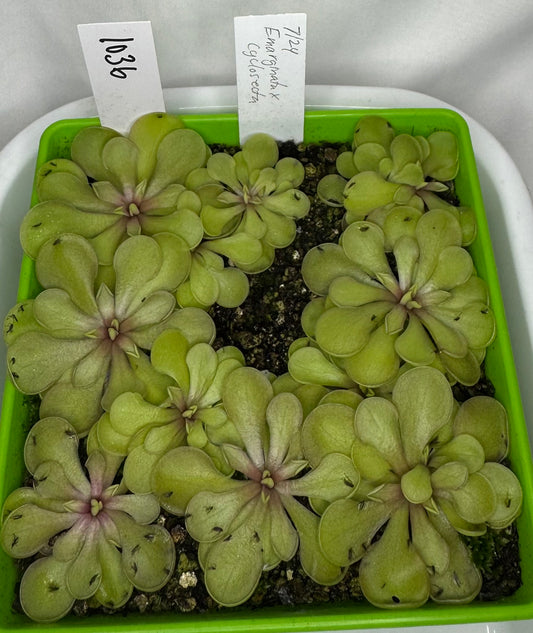 Pinguicula Emarginata x Cyclosecta