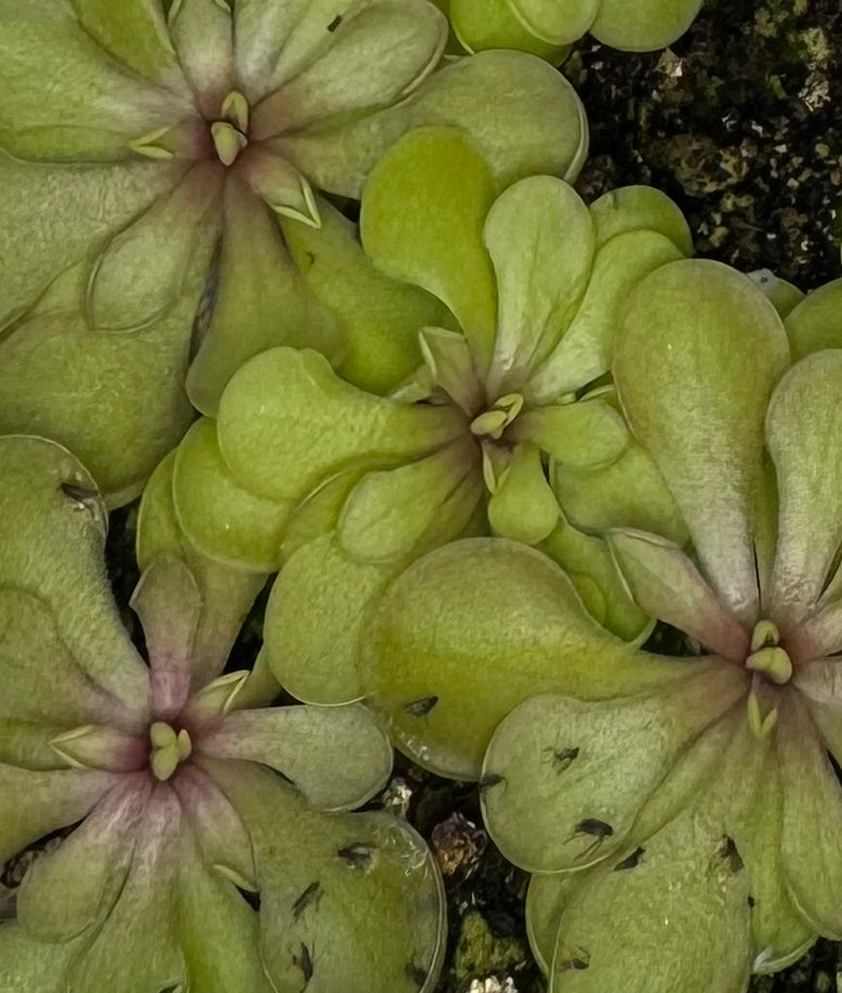 Pinguicula Emarginata x Cyclosecta
