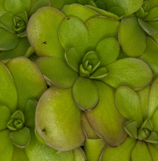 Pinguicula "Dusky Heart"