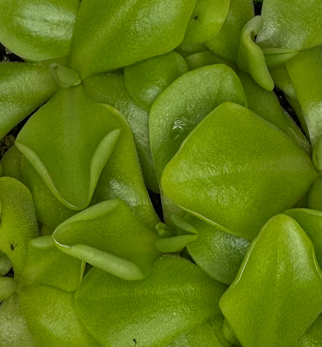 Pinguicula 'John Rizzi'