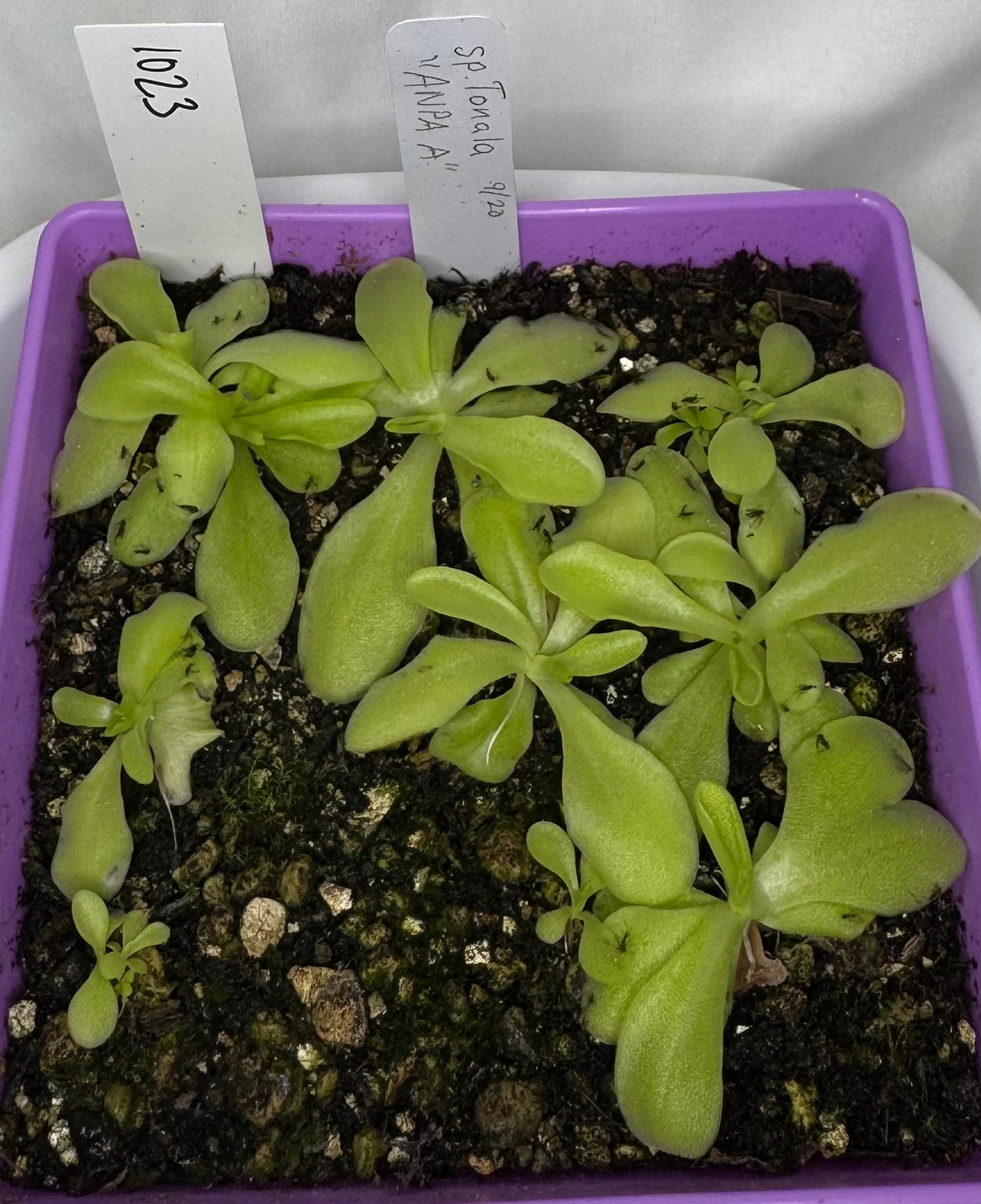 Pinguicula sp Tonala ANPA “A”