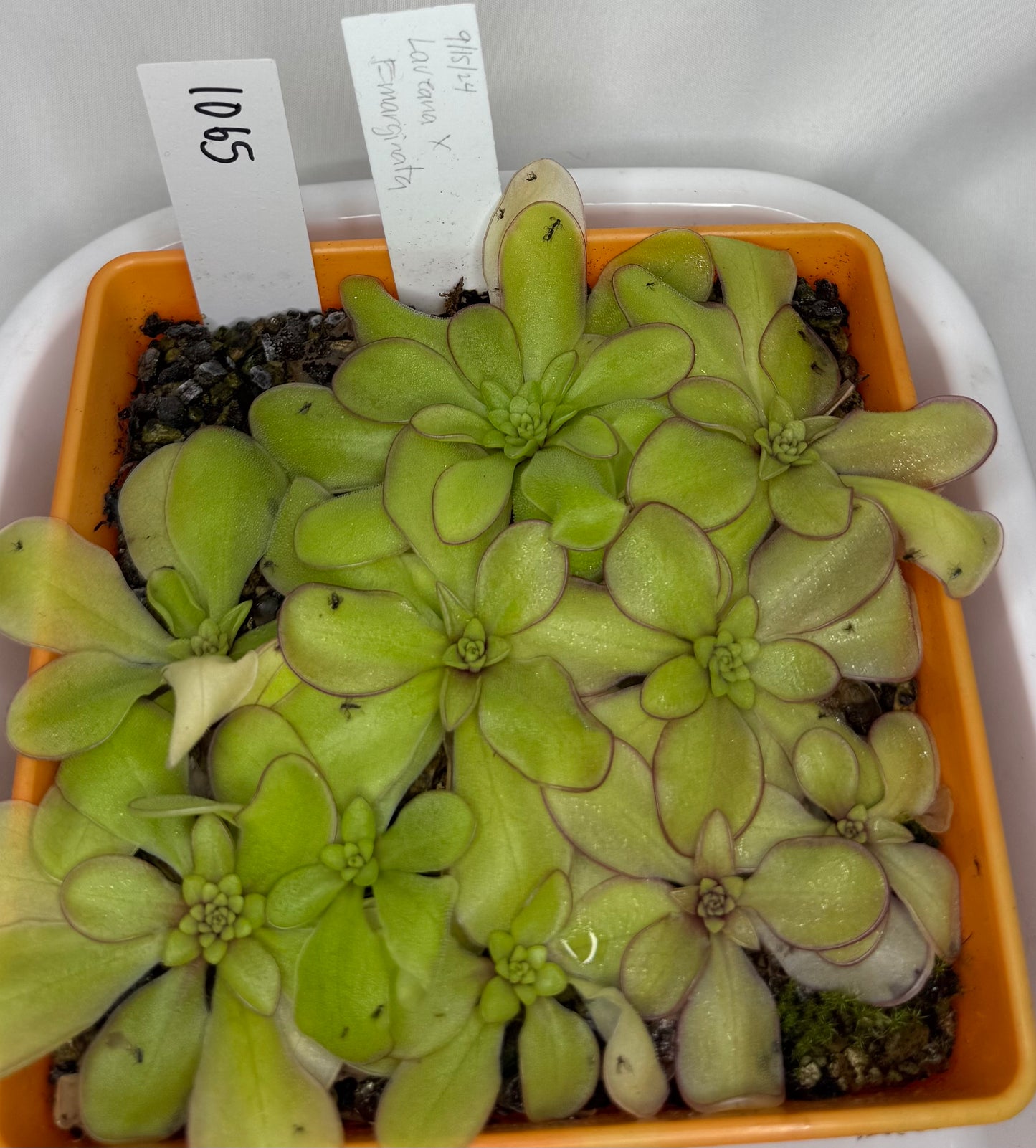 Pinguicula Laueana x Emarginata