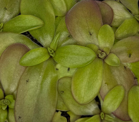 Pinguicula “Cherry Bomb”