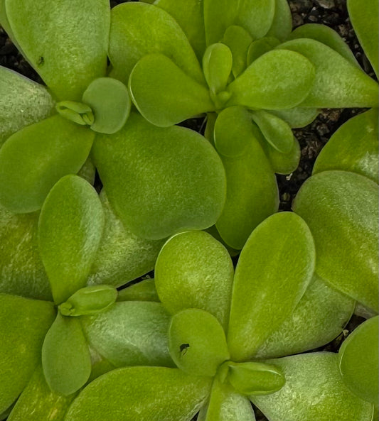 Pinguicula 'Razzberry Blonde'