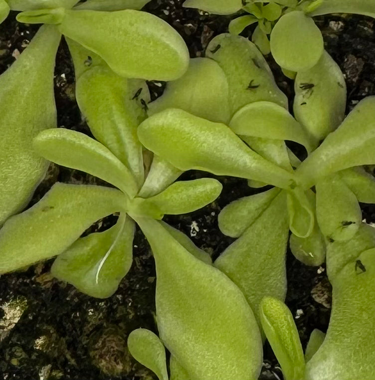Pinguicula sp Tonala ANPA “A”