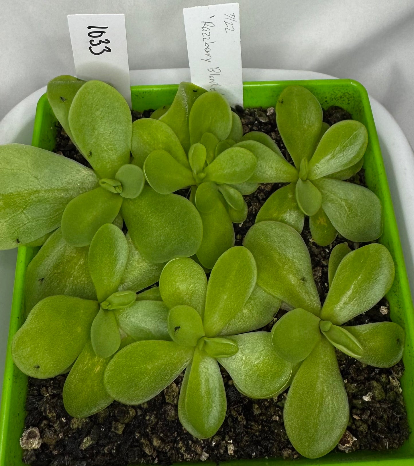 Pinguicula 'Razzberry Blonde'