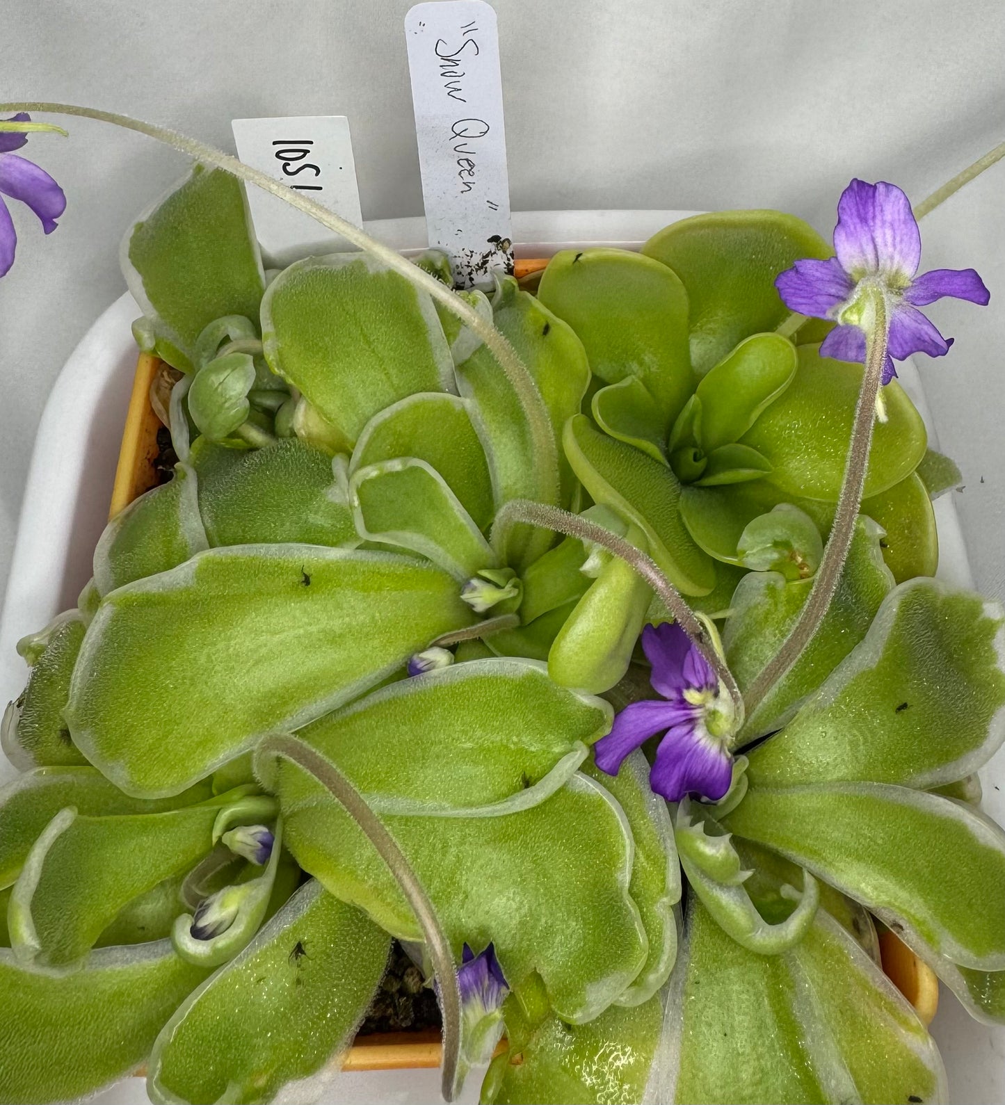 Pinguicula "Snow Queen"