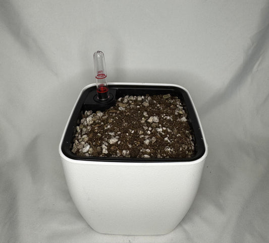 5″ Self-Watering Pot (Multiple Pings)