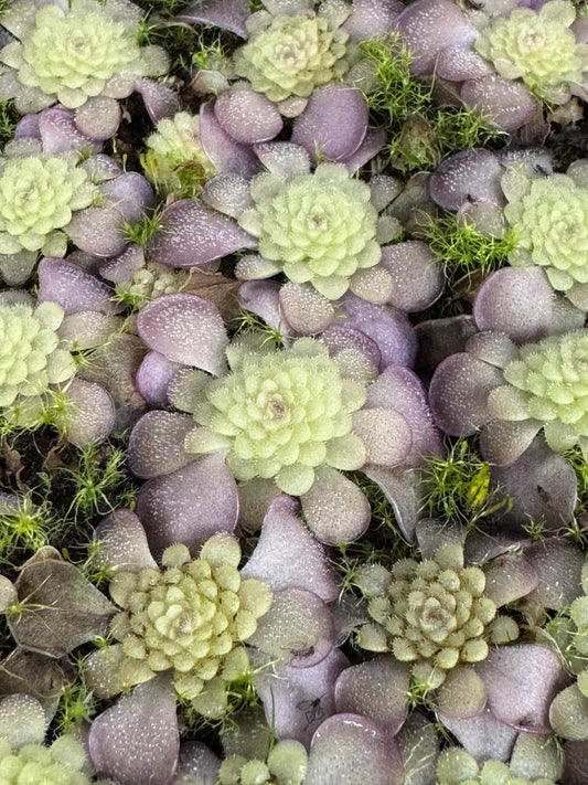 Pinguicula Queen Chtulhu