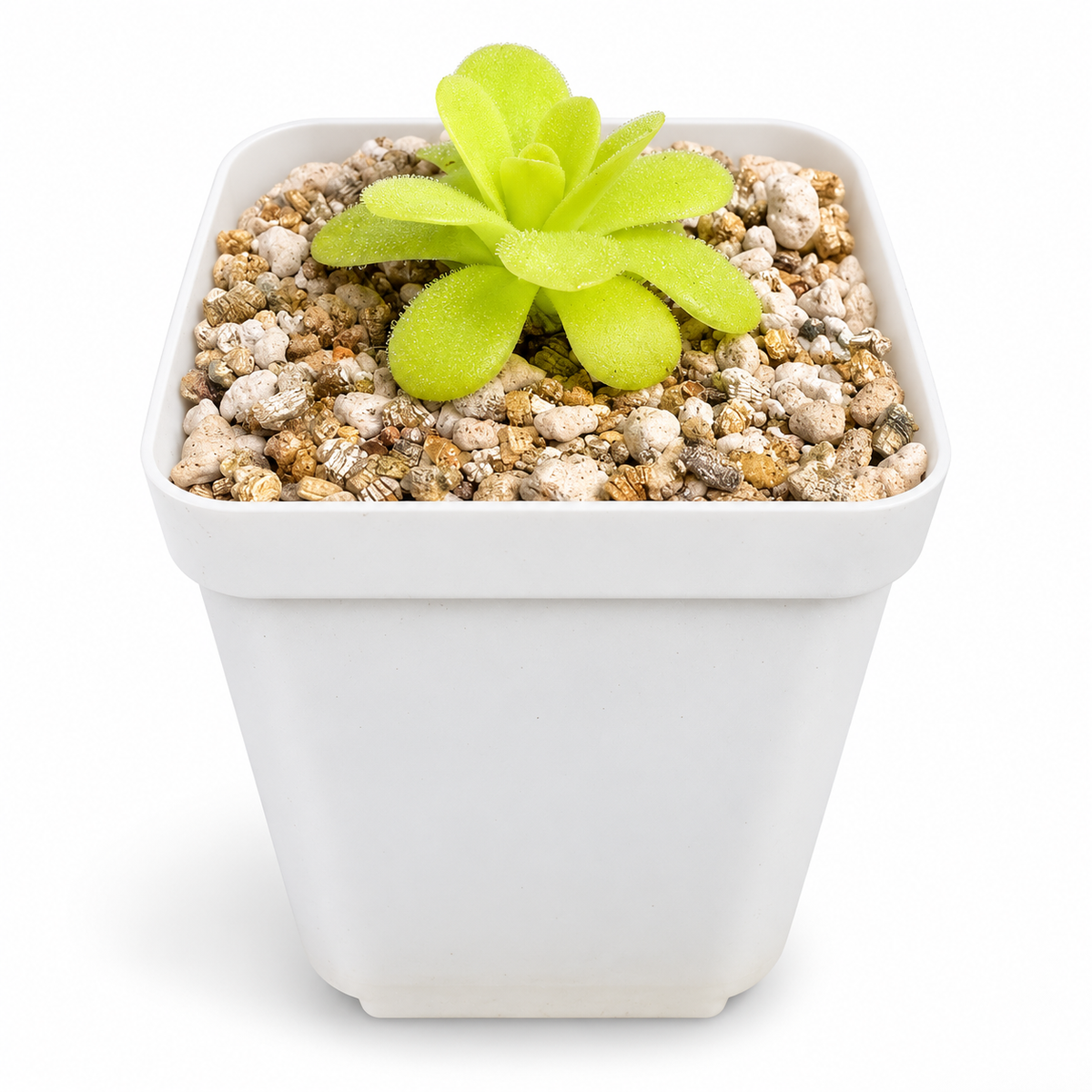 Pinguicula Agnata