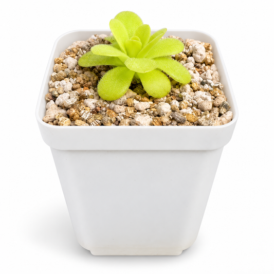 Pinguicula Agnata