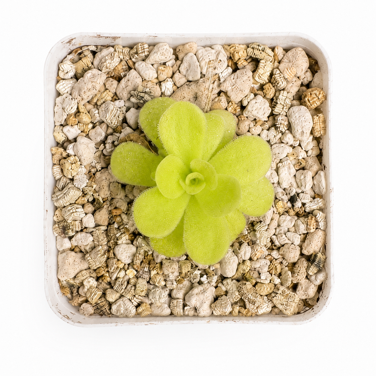 Pinguicula Agnata