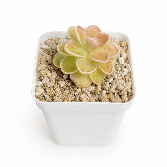 Pinguicula Ehlersiae