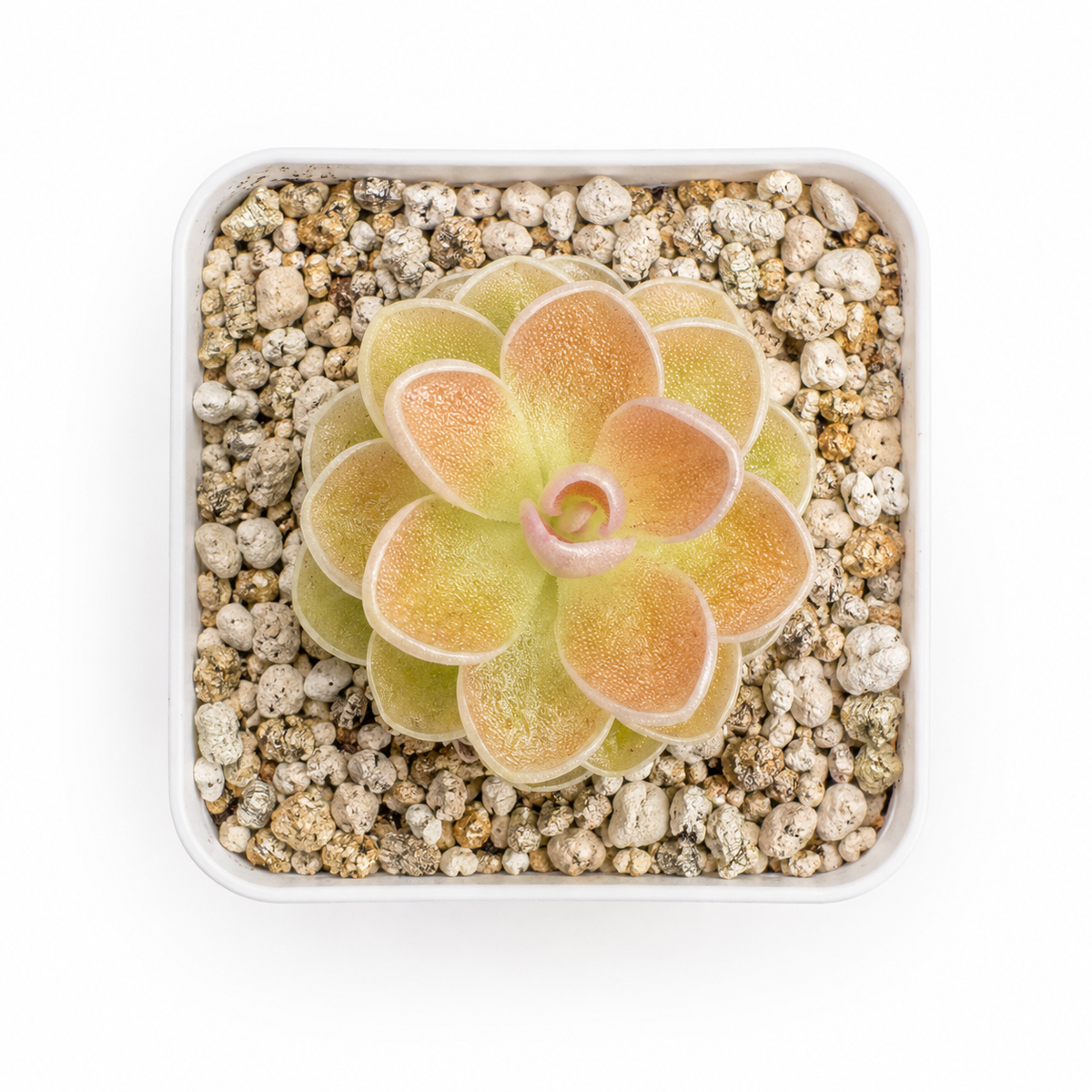 Pinguicula Ehlersiae