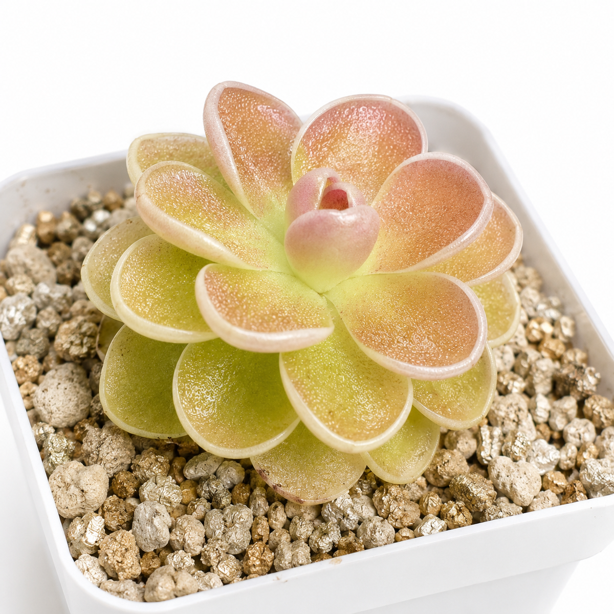 Pinguicula Ehlersiae